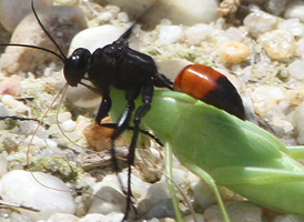 Palmodes dimidiatus Palmodes dimidiatus